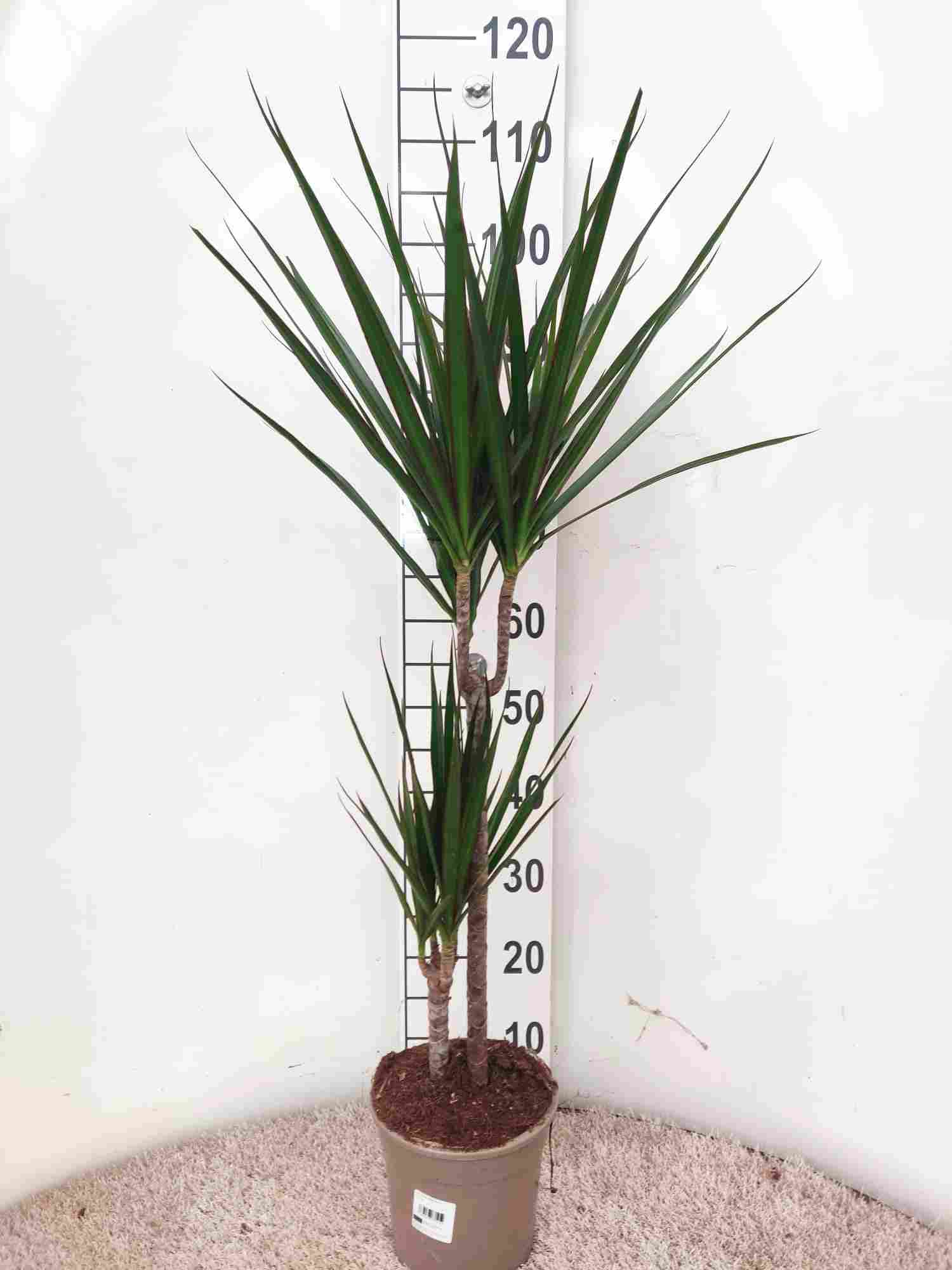 DRACAENA MARGINATA C 17 45.15 CM